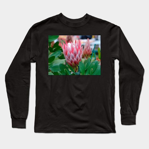 Protea Cynaroides Flower Long Sleeve T-Shirt by jojobob